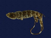 藏品(琉球攀蜥)的圖片